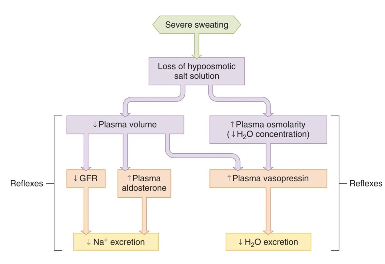 <ul><li><p>sweat comes out of your ECF and contains both water and NaCl</p></li><li><p>both must be preserved after severe sweating in order to maintain blood volume and osmolarity</p></li></ul><p></p>