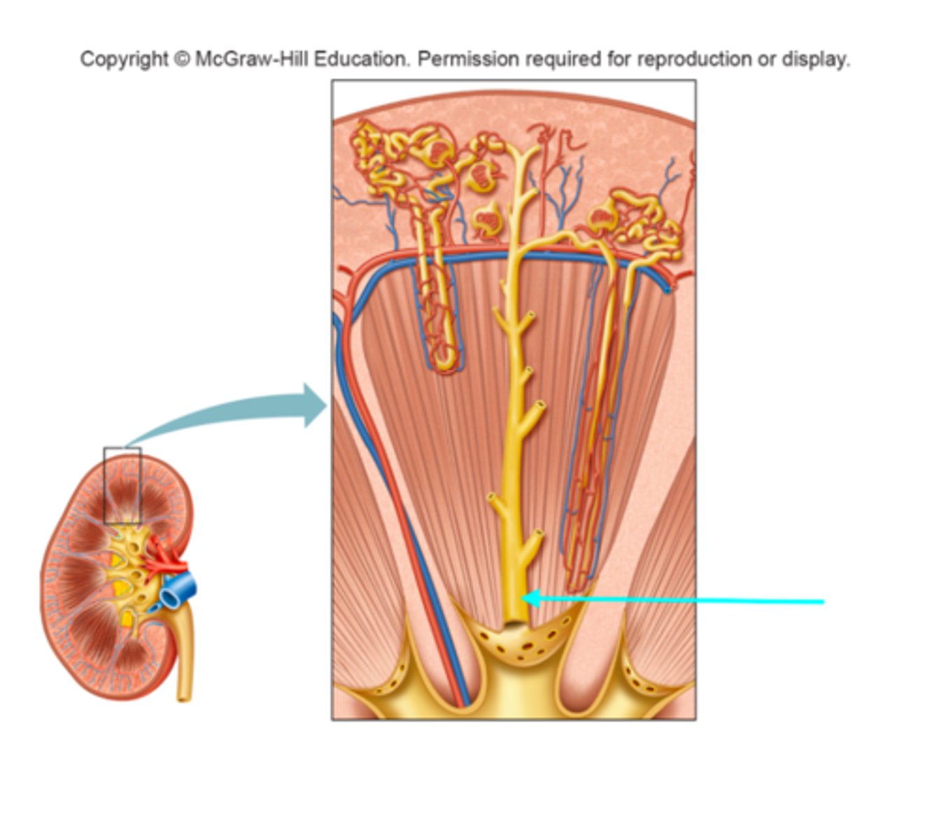 <p>What structure of the kidneys is the blue arrow pointing at?</p>