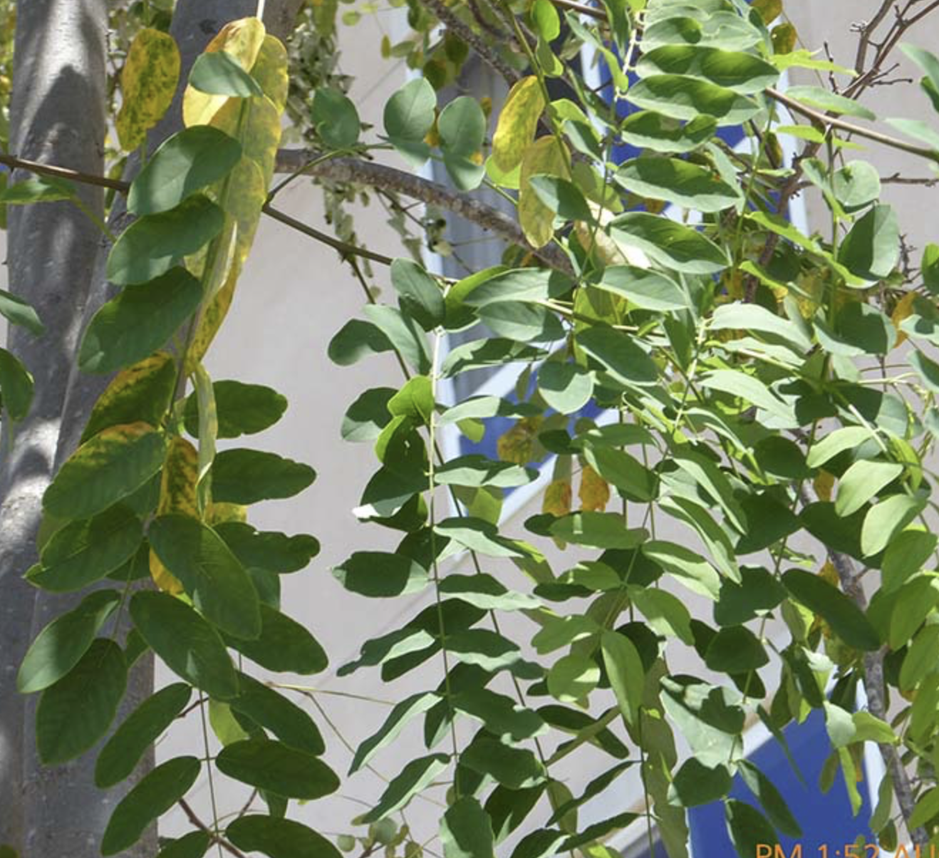 <p><em>Robinia</em><span> × </span><em>ambigua</em><span> </span></p>