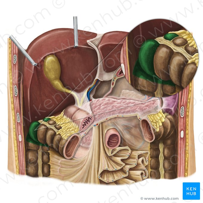 <p>The bend in the large intestine where the ascending colon becomes the transverse colon, located on the right side of the abdomen.</p>