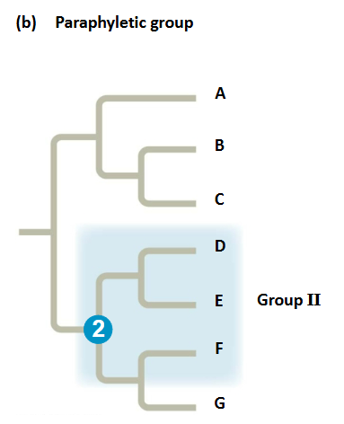 <p>grouping consists of an ancestral species and some, but not all, of the descendants</p>