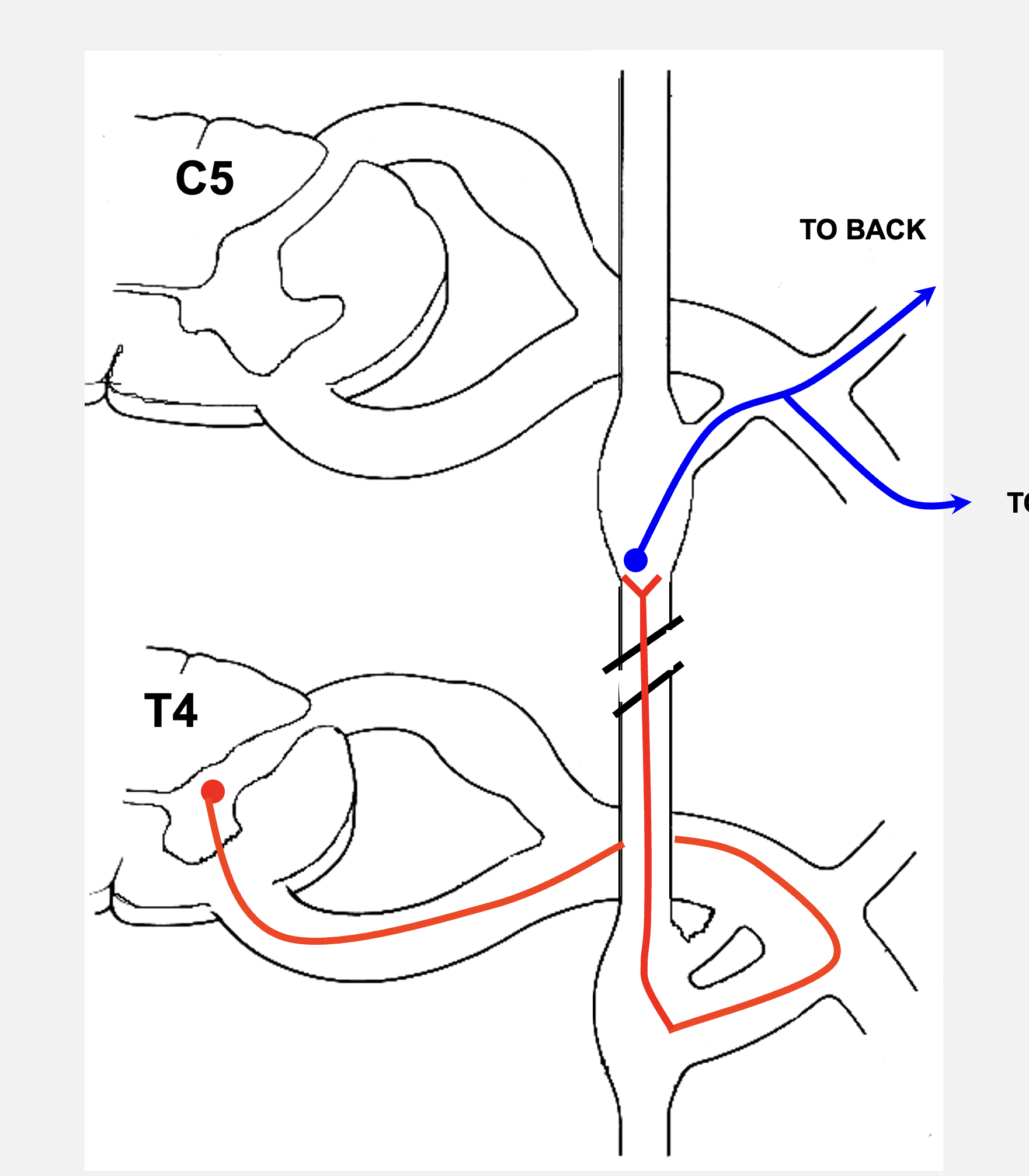 <p>“run-the-chain”</p><p></p><p>the axons of all BLANK BLANK leave the spinal cord via the BLANK BLANK and enter the BLANK BLANK via BLANK BLANK, where they synapse onto BLANK BLANK at a DIFFERENT LEVEL, which re-enters the spinal nerve to reach target cells in the BLANK</p>