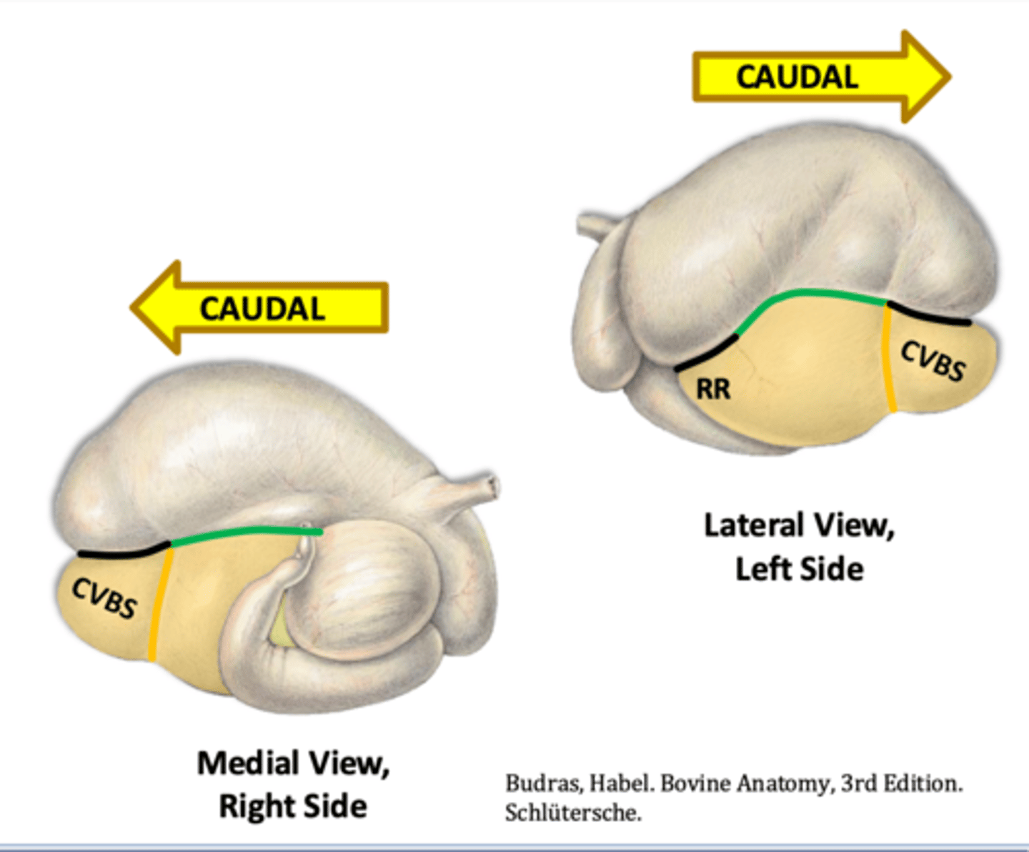 <p>part of the ventral sac at the caudal most extent</p>
