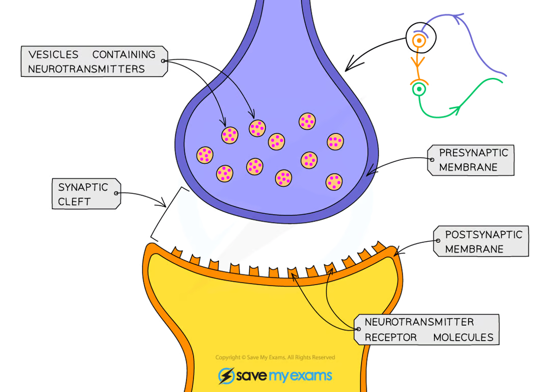 <ul><li><p>neurons do not come into direct contact with each other</p></li><li><p>when dendrites of two neurones meet to make a connection between neurones, a synapse is formed</p></li><li><p>at the synapse, there is a very small gap between neurones called synaptic cleft/gap</p></li><li><p>electrical impulses cannot travel directly from one neurone to the next due to the gap</p></li><li><p>so electrical signal is briefly converted to a chemical signal that can cross cleft - chemical signalling molecules used to transfer signal between neurones at synapse are known as neurotransmitters</p></li><li><p>once neurotransmitters cross cleft and meet other neurone, signal is converted back into electrical impulse</p></li></ul><p></p>