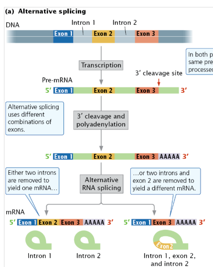 <ul><li><p>type of alternative processing</p></li><li><p>the same pre-mRNA can be spliced in more than one way to yield different mRNAs that are translated into different amino acid sequences and thus different proteins</p></li></ul><p></p>