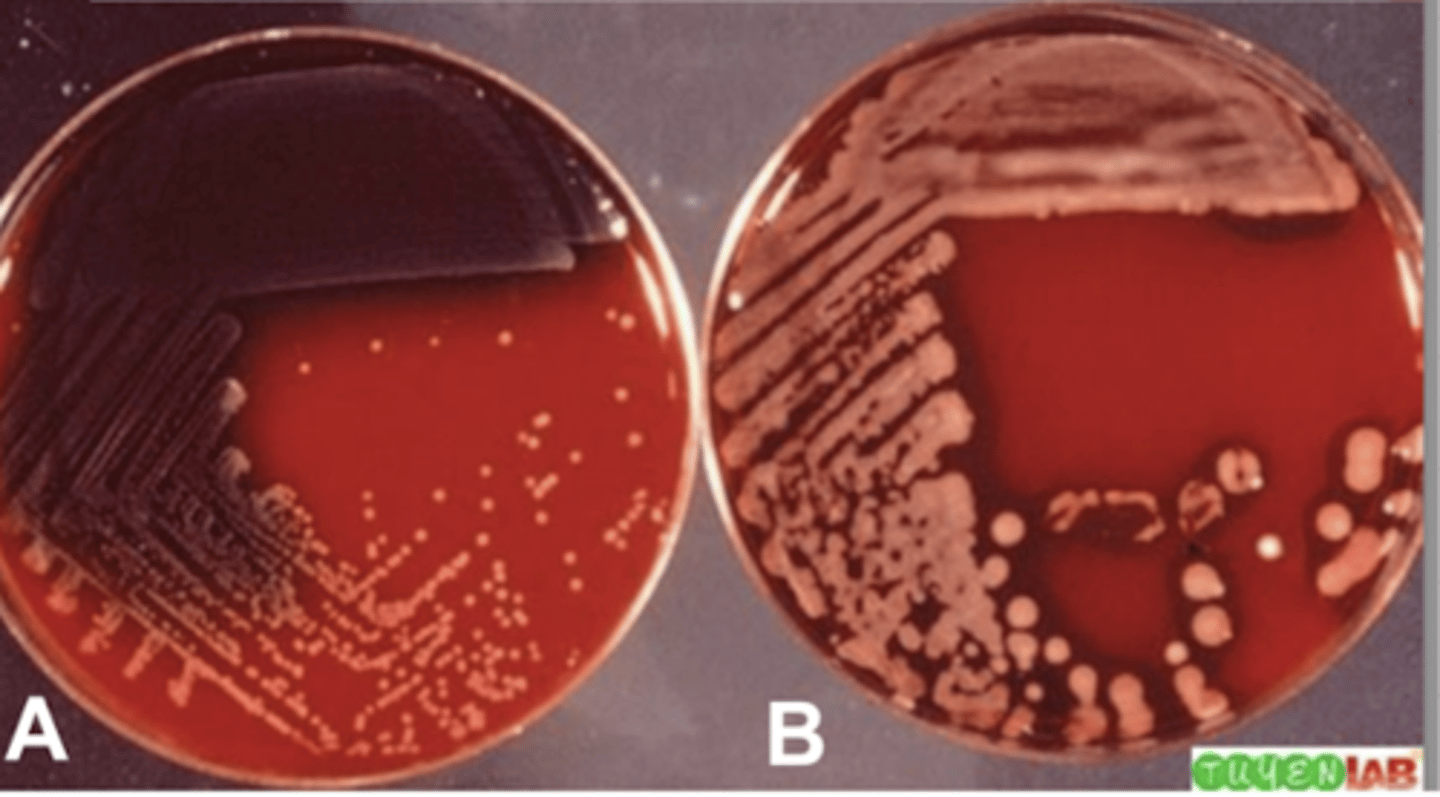 <p>which bacteria formed mucoid colonies?</p>