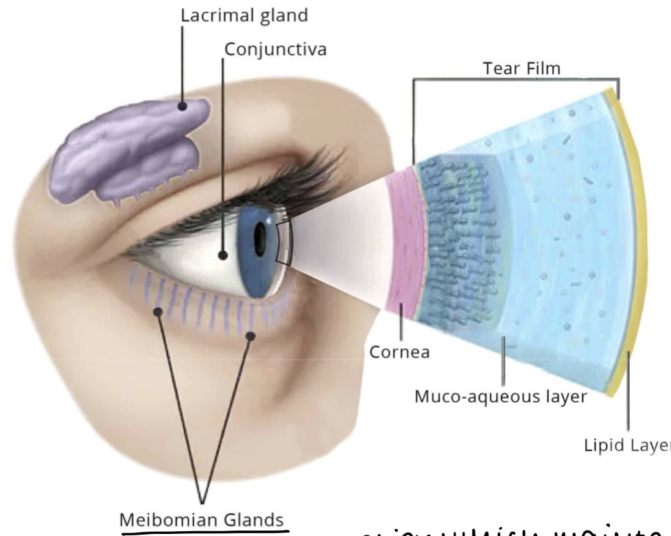 <p><u>Tear Film</u></p><p>What do the lacrimal glands secrete that make up the bulk of the aqueous layer of the tear film?</p>