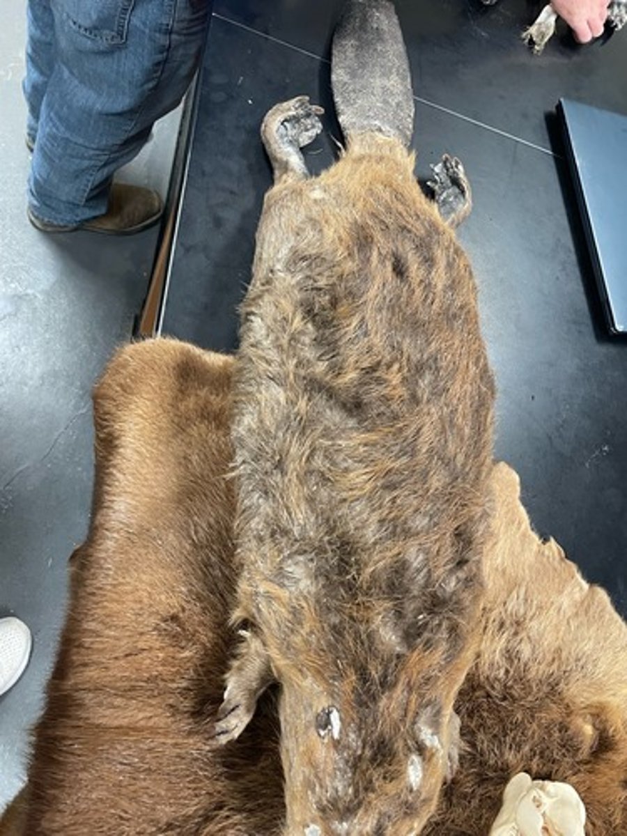 <p>Family: Castoridae</p><p>Genus & Species: Castor canadensis</p>