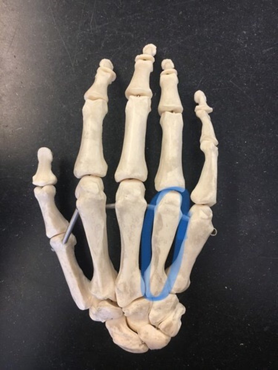 <p>ring finger</p>
