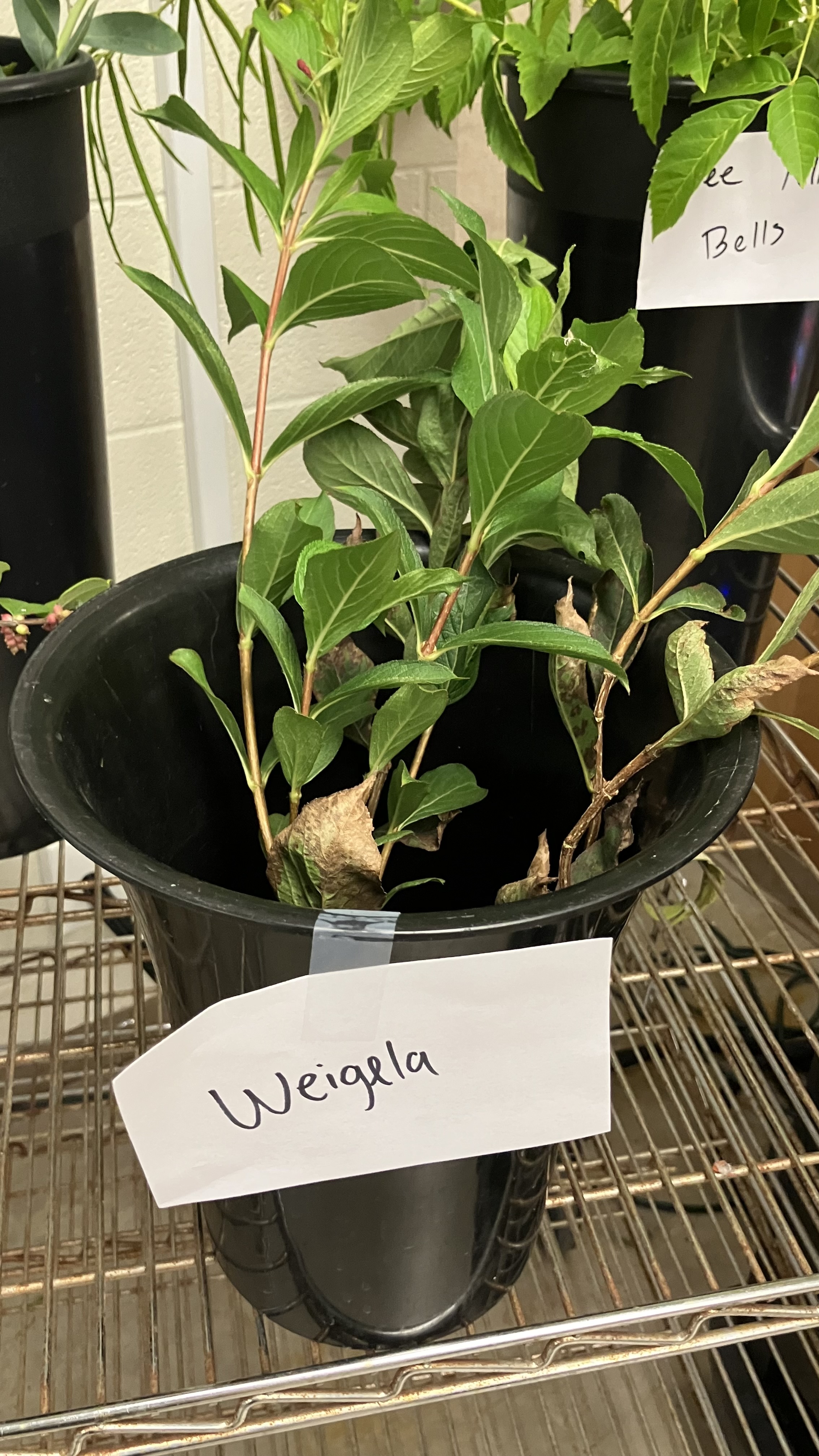 <p>Weigela</p>
