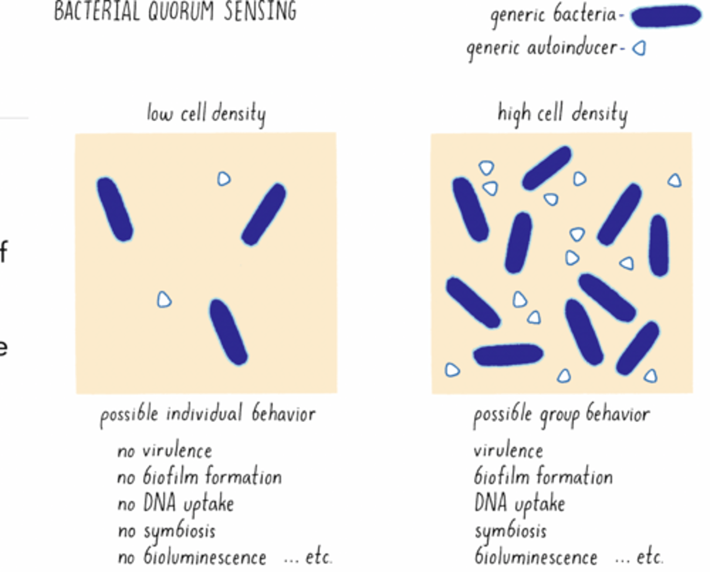 <p>Allow bacteria to sense the density of their population </p><p>An auto inducer is produced by the bacteria constitutively </p><p>The bacteria have a receptor that binds with the auto inducer and starts a signaling cascade</p><p>Extracellular concentration < intracellular concentration</p><p>Cells continue to replicate</p><p>Replicated cells also begin to produce autoinducer (AI)</p><p>Intracellular AI stops moving out of the cell</p><p>Higher AI concentration downregulates itself by inhibiting its own transcription factor</p><p>WHAT ARE EXTRA CELLULAR VESICLES?</p><p>Lipid bi-layer vesicles critical for cellular communication</p><p>Released from lots of different kinds of cells - plants, nematodes, mammalian, microbes</p><p>Can not replicate</p><p>Carry proteins, nucleic acids, metabolites, organelles</p><p>Initially thought to be a way the cell got rid of trash</p>