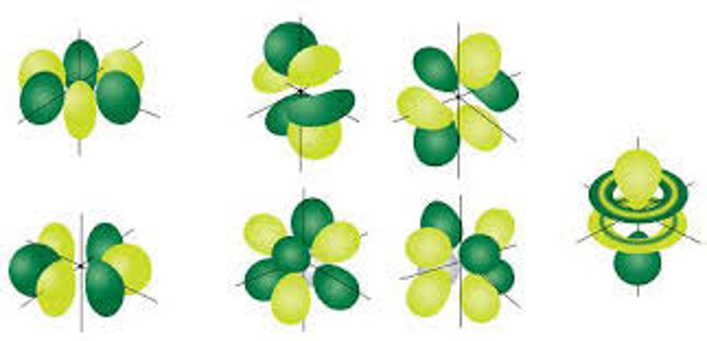 <p>flower (8 lobes)</p>
