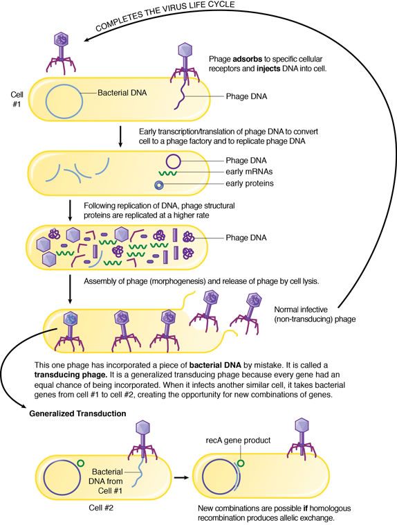 <p>Viruses that infect bacteria; Do not enter bacteria but instead inject their genetic material, leaving the remaining structures outside the infected cell; Contain a capsid, a tail sheath, and tail fibers</p>