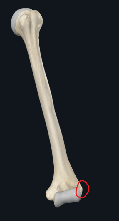 <p>What is this part of the humerus called</p>