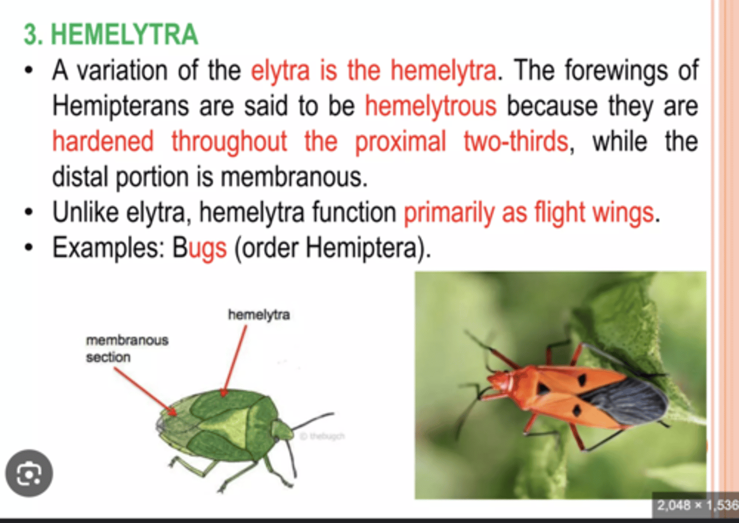 <p>Forewings partly hardened at the base and membranous at the tip (true bugs).</p>