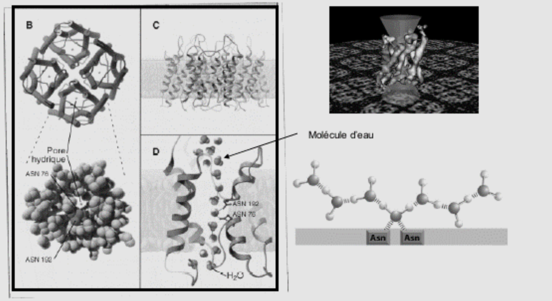 <ul><li><p>Forme de sablier présentant une zone d’étranglement central </p></li><li><p>Molécules d’eau happée au centre du pore grâce à la présence de deux asparagines ← Émission de liaisons hydrogènes pour les attirer et les faire traverser </p></li></ul><p></p>