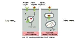 <p>Removal of receptors </p><ul><li><p class="Paragraph WhiteSpaceCollapse SCXP111960264 BCX8" style="text-align: left;"><span><span>Allows cells to become adapted to a constant signal – desensitization</span></span><span style="line-height: 0px;"><span></span></span></p></li><li><p class="Paragraph WhiteSpaceCollapse SCXP111960264 BCX8" style="text-align: left;"><span><span>A common mechanism is ligand-dependent receptor-mediated endocytosis</span></span></p></li></ul><p></p>