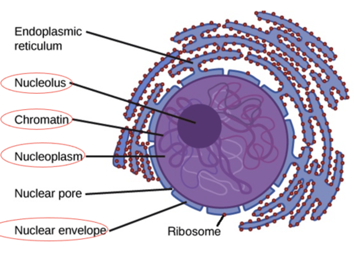 <p>What is the Nucleolus of the Nucleus contain? (3)</p>
