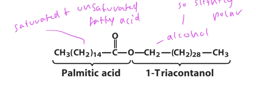 <ul><li><p>used for storage and as a water repellent</p></li><li><p>formed form esters of long chain saturated (C14-36) and unsaturated with long-chain alcohols (C16-30)</p></li><li><p>used to protect hair, skin, makes up beeswax to be water repellent, birds cover their wings in it to repel water, etc</p></li></ul><p></p>