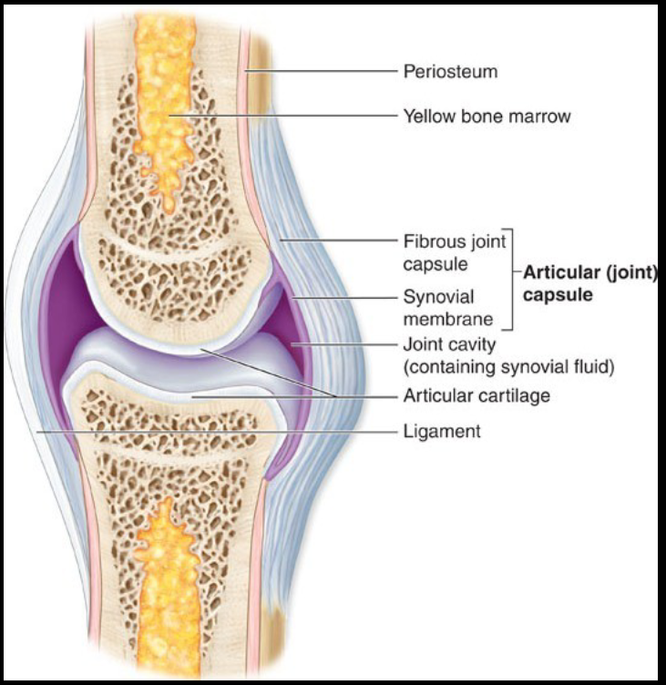 <ul><li><p>diarthrotic joints are always synovial joints</p></li></ul><p></p>