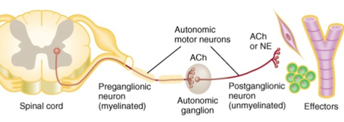 <p>Two-neuron</p>
