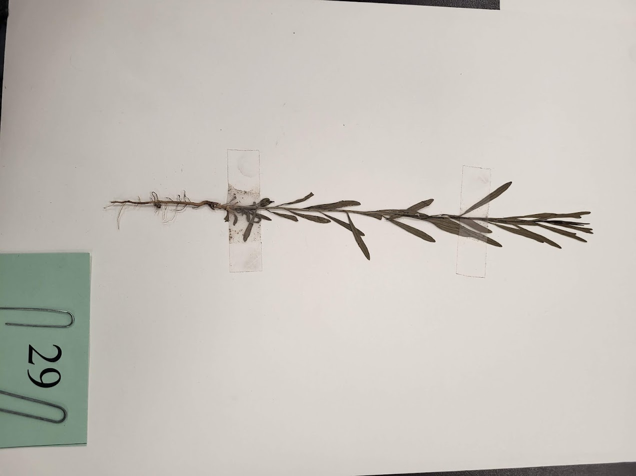 Common broomweed