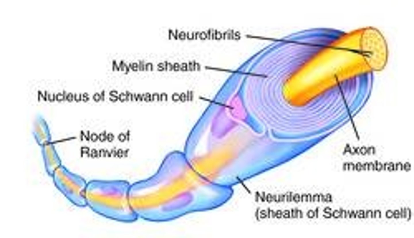 <p>A layer of fatty tissue segmentally encasing the fibers of many neurons; insulates the cell and enables vastly greater transmission speed of neural impulses as the impulse hops from one node to the next.</p>