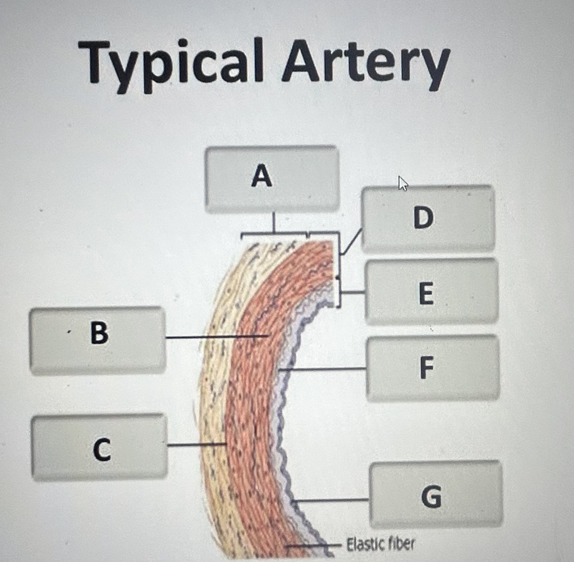 Identify the artery structure labeled B 