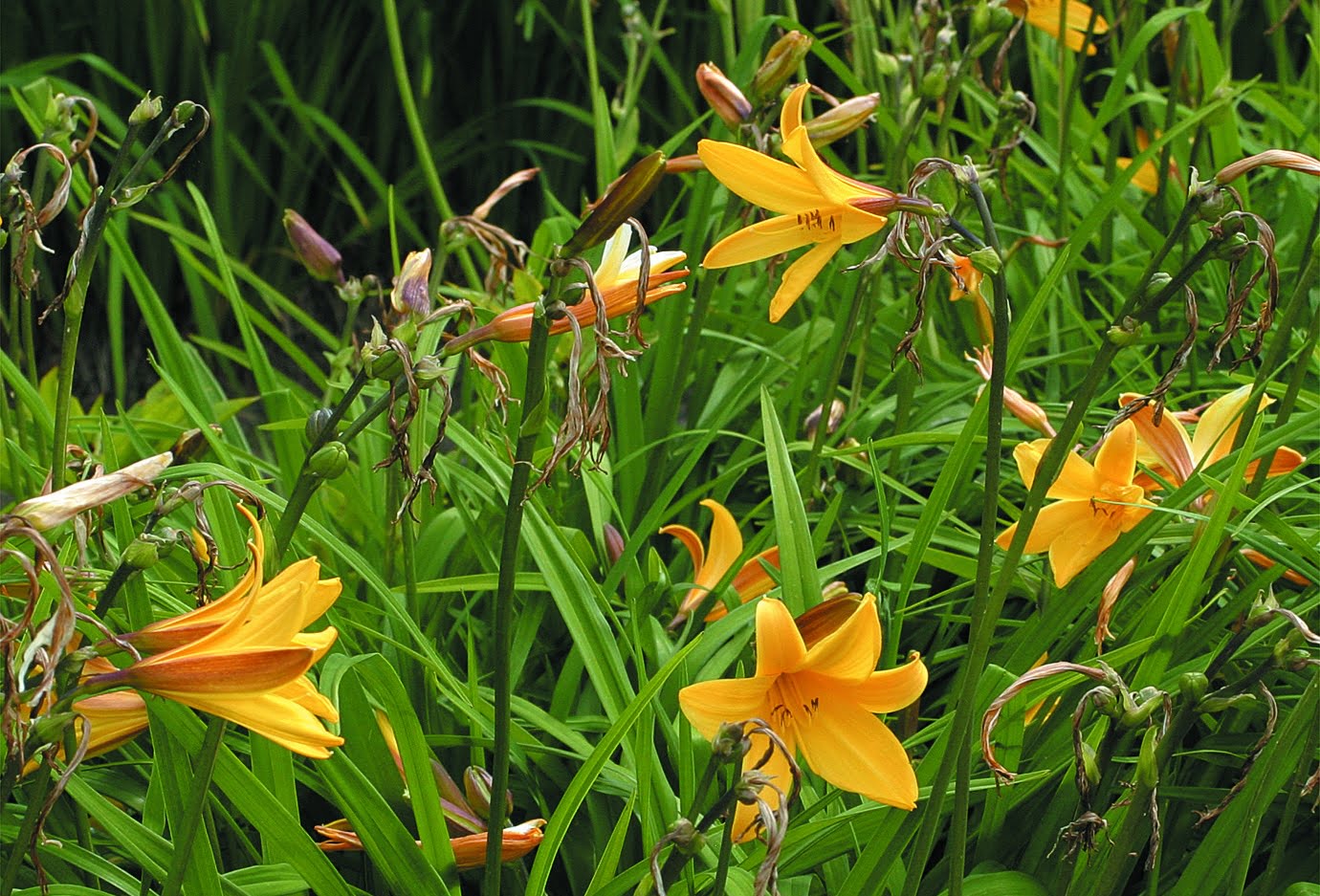 <p>Vad är detta för blomma? </p>