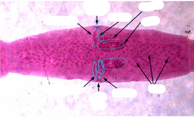 <p>what specie, stage, parts</p>