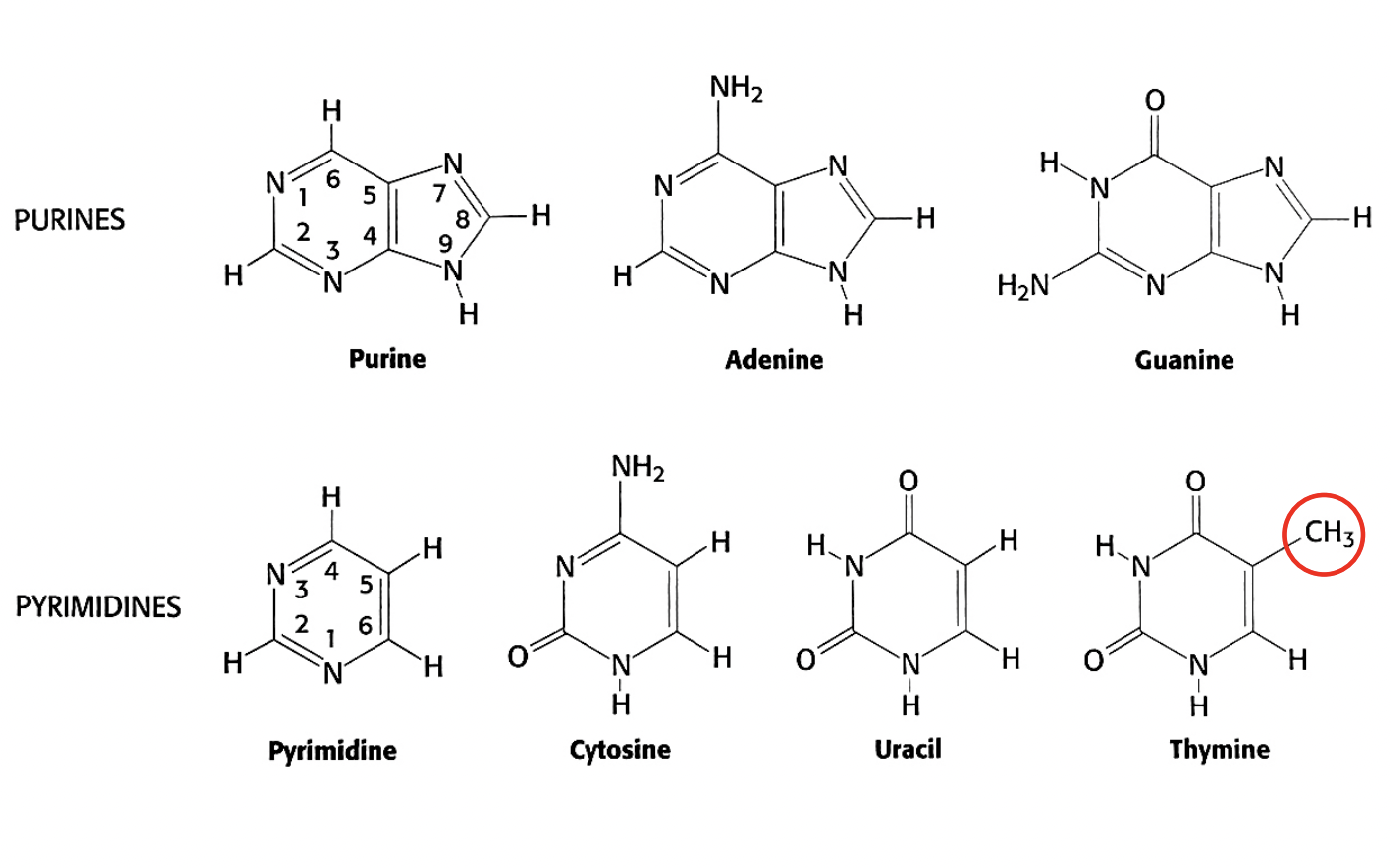 <ul><li><p>either derived from Purine or Pyrimidine</p></li><li><p>with some modifications</p></li></ul><p></p>