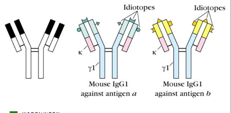 <p>recognize different epitopes (CDR regions differ)</p><p>Antigen determinants exists of a result of unique structues generated by the hypervariable subregions (CDRs) on the L and H chains.</p><p>Determine binding repertoire</p>