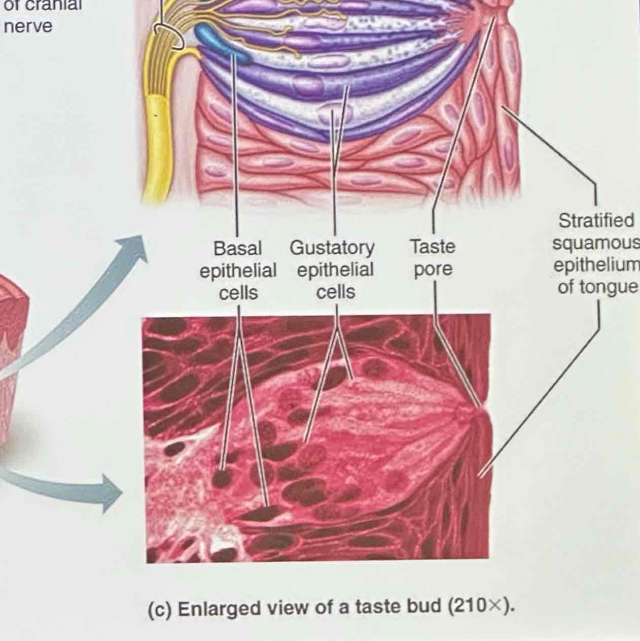 <p>differentiate to replace gustatory epithelial cells</p>
