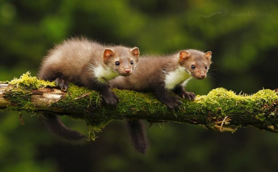 <p>kuna skalní </p>