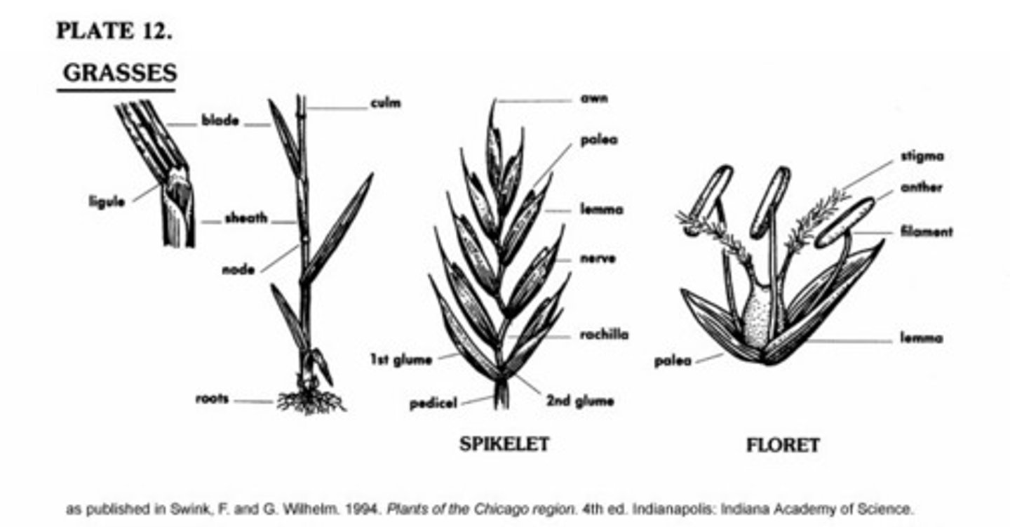 <p>-Wind pollinated</p><p>-Have 2 bracts and a flower</p>