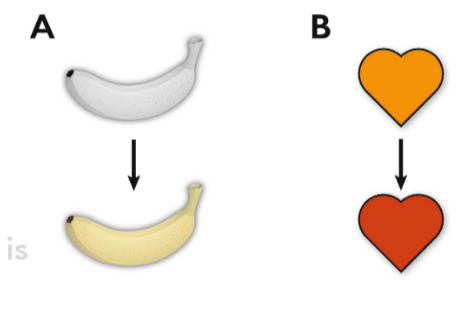 <p>past knowledge impacts color perception </p>
