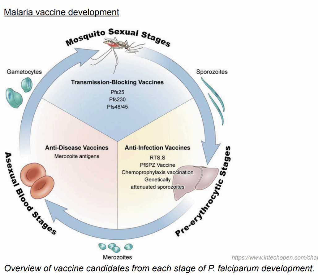 <ol><li><p>the sporozoite that gets injected into the host by an infected mosquito</p></li><li><p>the merozoite that bursts out of erythrocytes during the blood stage of infection</p></li><li><p>the mosquito stages (gametocytes, gametes, ookinetes) that develop in the mosquito midgut following uptake of gametocytes in a blood meal.</p></li></ol><p></p>
