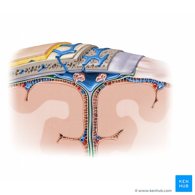 <p>A thin, potential space located between the two innermost layers of the meninges, the dura mater and arachnoid mater, that cover the brain and spinal cord</p>
