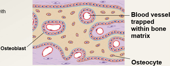 <p>The following occurs during the (?) stage of intramembranous ossification.</p><ul><li><p>blood vessels branch and grow between spicules</p></li><li><p>spicules interconnect, trapping blood vessels within bone</p></li><li><p>the rate of nutrient growth accelerated with oxygen and a reliable supply of nutrients</p></li></ul>