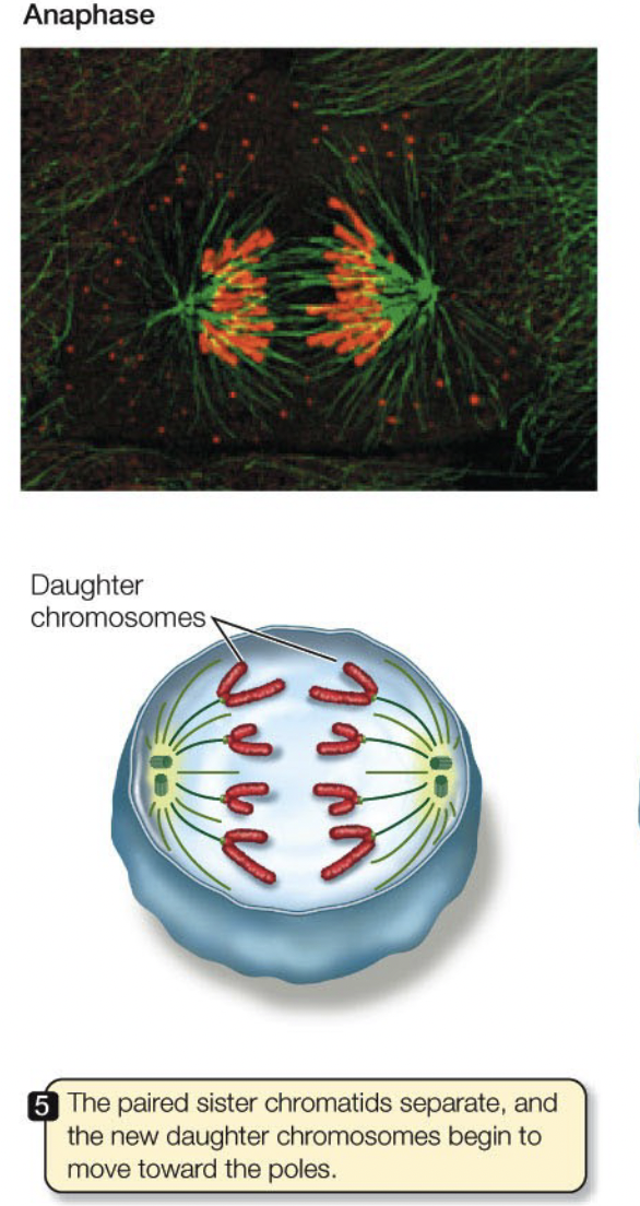 <ul><li><p>Centromeres separate</p></li><li><p>Kinetochore microtubules shorten</p></li><li><p>Spindle elongates</p></li></ul>