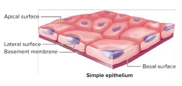 <p>Epithelia tissue attaches at the basal surface— the surface of cells that are anchored in place. <span>Material is called the<strong> basement membrane</strong>. </span></p><ul><li><p>Made up of two layers: basal lamina and reticular lamina</p><ul><li><p>Can be further divided into lamina lucia and lamina densa.</p></li></ul></li></ul><p>Deep to the basement membrane is the <strong>reticular lamina</strong>. Between the epithelial cells (where epithelial cells are connected to each other) is the<strong> lateral surface.</strong></p><p><u>All epithelial tissue is supported by connective tissue.</u></p><p></p>