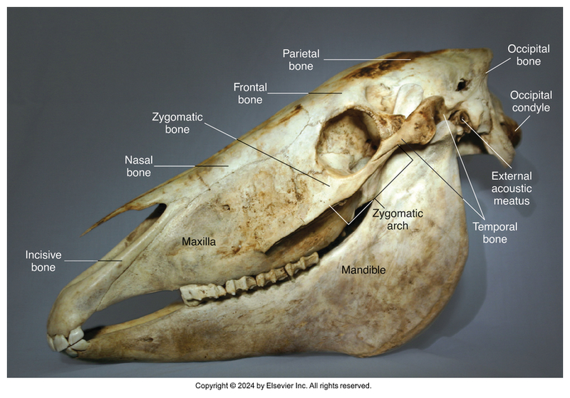 <p>Horse</p>