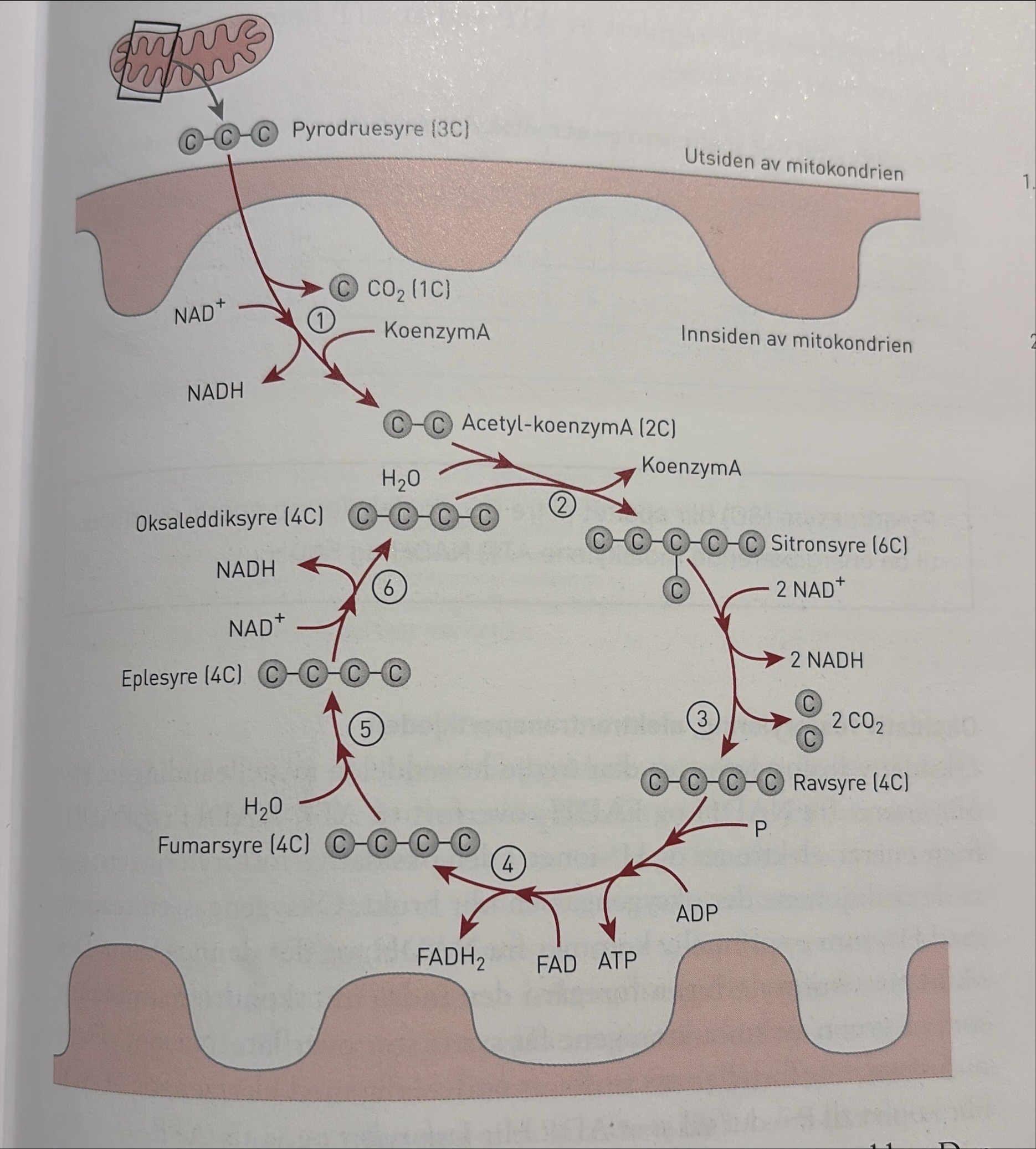 <p>Den videre spaltingen av pyrodruesyre skjer på forskjellige steder i prokaryote og eukaryote celler. Spaltingen skjer på forskjellig måte avhengig av om organismene har tilgang på oksygen, aerobt, eller ikke, altså anaerobt. Spaltingen varierer også fordi organismene produserer ulike enzymer. Dermed tar reaksjonene forskjellige veier. Figuren nedenfor viser en forenkling av glykolysen sammen med aerob og anaerob spalting av pyrodruesyre. Senere i delkapittelet kan du lese om den anaerobe spaltingen av pyrodruesyre.</p><p class="MsoNormal">Krebssyklusen er den andre hoveddelen av den aerobe celleåndingen. Vi følger ett pyrodruesyremolekyl videre, selv om hvert glukosemolekyl gir to pyrodruesyremolekyler. Når vi ser på energiutbyttet videre, må det derfor dobles når vi skal summere det totale energiutbyttet ved nedbryting av ett glukosemolekyl. Her skal vi se på spaltingen av pyrodruesyre i eukaryote organismer, som alle har mitokondrier i cellene. I mitokondriene skjer de kjemiske reaksjonene som frigir den energien som blir brukt når ADP og P danner ATP. Mitokondrien er omgitt av en dobbelt membran. Den ytre membranen er glatt, og den indre er buklet og får ved det en stor overflate.</p><p class="MsoNormal">Pyrodruesyremolekylet er så lite at det kan passere gjennom mitokondriemembranene ved diffusjon og komme inn i det innerste rommet i mitokondriene. Deretter går det inn i delreaksjonene i krebssyklusen.</p><p class="MsoNormal">Før pyrodruesyremolekylet (3C) går inn i krebssyklusen, blir det spaltet av ett karbondioksidmolekyl (1C). Denne reaksjonen frigir noe energi til dannelsen av ett NADH. «Resten», en tokarbonforbindelse (2C) som blir kalt acetyl, blir koplet til et koenzym, koenzymA. Da får vi acetyl-koenzymA (2C). Acetyl-koenzymA går inn i syklusen der acetyl (2C) reagerer. Da løsner koenzymA og kan så brukes på nytt. Vi kan si at koenzymA fungerer som en bærer for tokarbonforbindelsen acetyl inn i krebssyklusen.</p><p class="MsoNormal">Krebssyklusen består av mange delreaksjoner som går i en syklus. Den første delreaksjonen begynner med at oksaleddiksyre (4C), som var en rest etter forrige runde, kopler seg til acetyl (2C) og vann og blir med inn i en ny runde av delreaksjoner. Produktet i den første delreaksjonen er sitronsyre (6C), og derfor blir krebssyklusen også kalt sitronsyresyklusen.</p><p class="MsoNormal">I de to neste delreaksjonenene spatltes to karbondioskidmolekyler av sitronsyre, og vi får ravsyre. Strukturen i firekarbonforbindelsensen blir byg om flere anger, fra ravsyre, til funarsyre ogg videre til eplesyre, uten at detblir spaltet av karbon. Ved ombygging fra fumarsyre til eplesyre bindes ett vannmolekyl. Strukturendringene fra ravsyre til oksaleddiksyre gjlr at elekjtroner, H+-ioner, fosfat og frigitt energi blir brukt til å danne enrgibærede forbindelser: ett molekyl ATP, ett molekyl FADH2 og ett molekyl NADH.</p><p class="MsoNormal">Krebssyklusen blir regylert av ATP ved at ATP hemmer enzymene i begynnelsen av syklusen.<br><br><span style="font-family: "Segoe UI Symbol", sans-serif;"><span>Steg for steg:</span></span><br>1. Pyrodruesyremolekylet (3C) inngår i en reaksjon som avgir ett karbondioksidmolekyl, ett H⁺-ion, to elektroner og nok energi til at NAD⁺ kan danne NADH. «Resten» (acetyl, 2C) blir koplet til et koenzym, og vi får acetyl-koenzymA (2C).<br>2. KoenzymA løsner fra acetyl-koenzymA. Acetyl går inn i krebssyklusen og binder seg til et molekyl oksaleddiksyre (4C). Et molekyl vann blir også bundet. Vi får sitronsyre (6C). KoenzymA kan brukes på nytt.<br>3. I to nye delreaksjoner spaltes to karbondioksidmolekyler av fra sitronsyren, og vi får ravsyre (4C). Samtidig med at karbondioksid går ut, frigjøres nok energi til at to NAD⁺ danner to NADH.<br>4. Strukturen i firekarbonforbindelsen blir bygd om flere ganger, først fra ravsyre til fumarsyre (4C). Strukturendringene frigjør energi som blir lagret i energibærende forbindelser: ett molekyl ATP og ett molekyl FADH₂.<br>5. Videre omdannes fumarsyre til eplesyre (4C) uten at det blir spaltet av karbon. Ved ombyggingen fra fumarsyre til eplesyre bindes et vannmolekyl.<br>6. Når eplesyre blir omdannet til oksaleddiksyre (4C), blir det frigjort nok energi til at NAD⁺ kan danne NADH.</p>