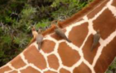 <p><span style="font-family: sans-serif">une relation de cooperation ou les espèces concernées bénéficient de leurs interactions.</span></p><ul><li><p>ex. les piqueboeufs sur les giraffes, les oiseaux sur les hippos</p></li></ul>