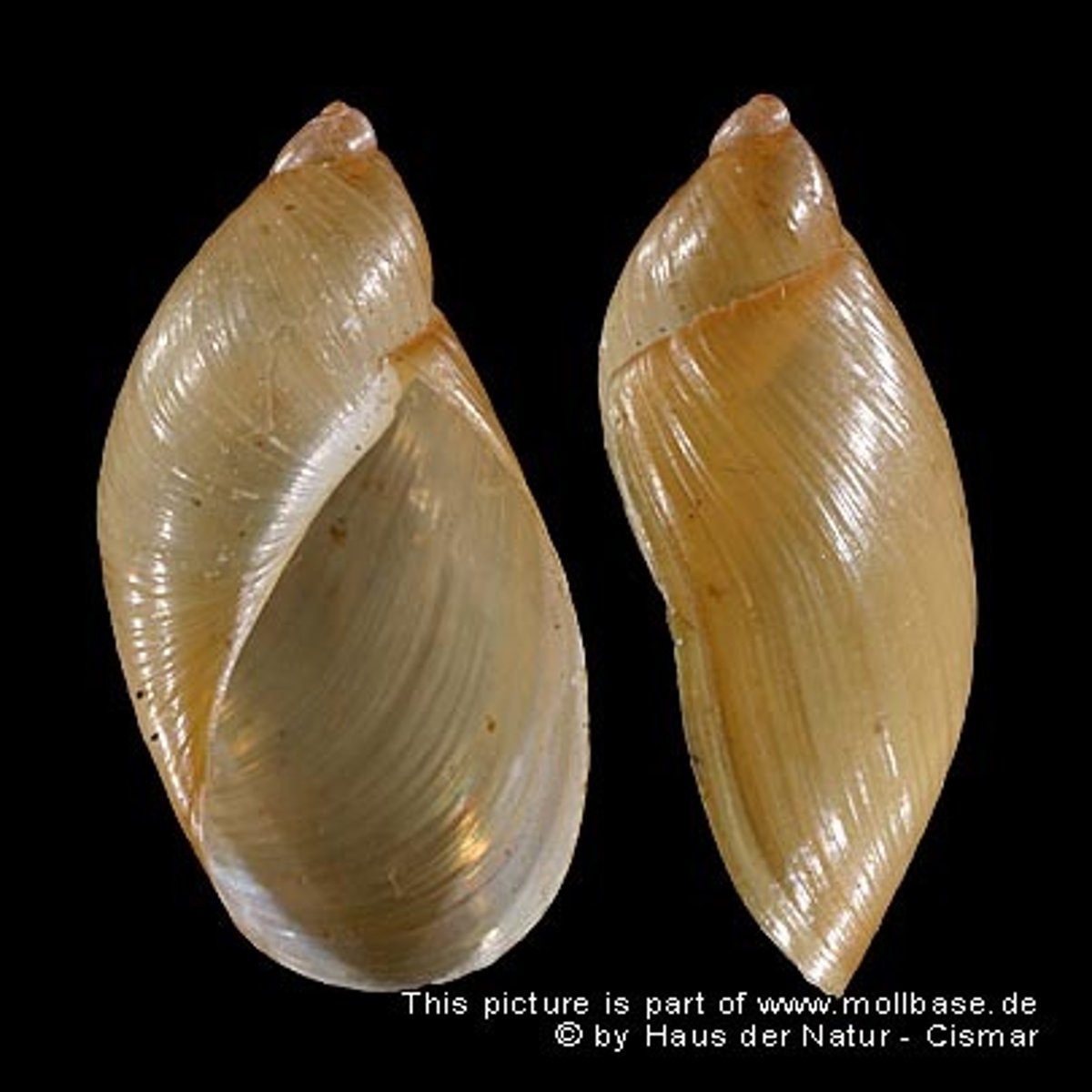 <p>terrestrial snails, amber snail</p>