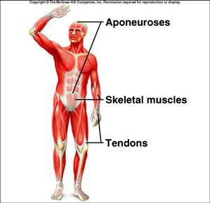 attach muscles to bones