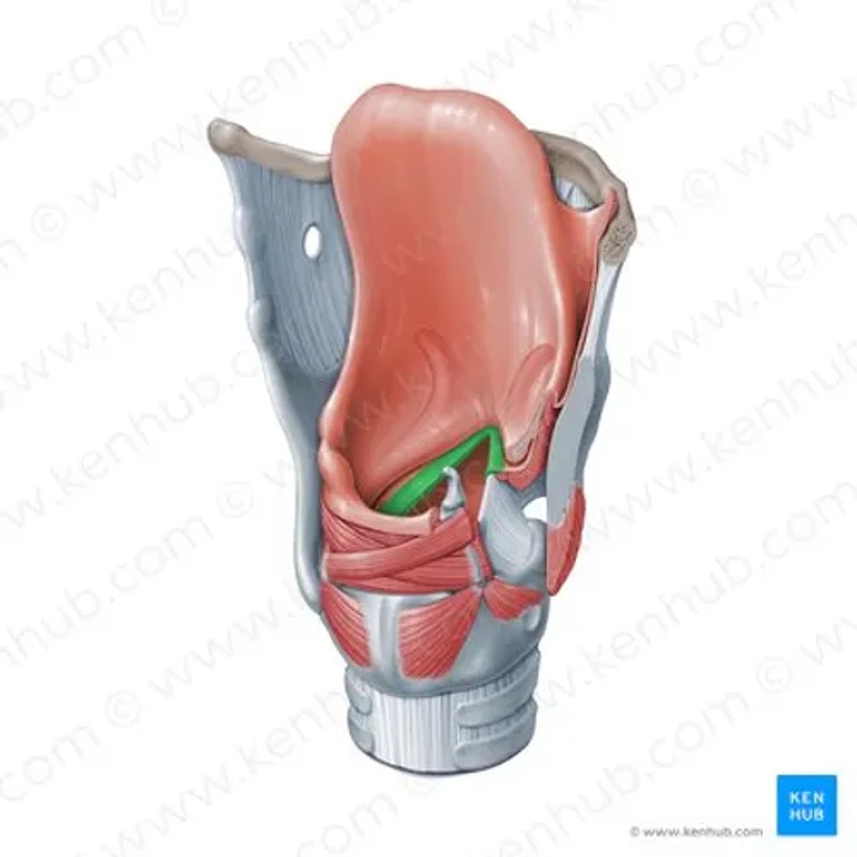 <p>underneath ventricle </p><ul><li><p>structure</p></li></ul><p></p>