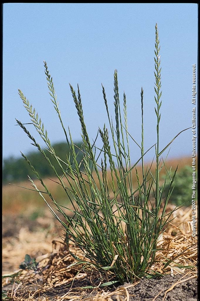 Family: Poaceae

SN: Lolium multiflorum 