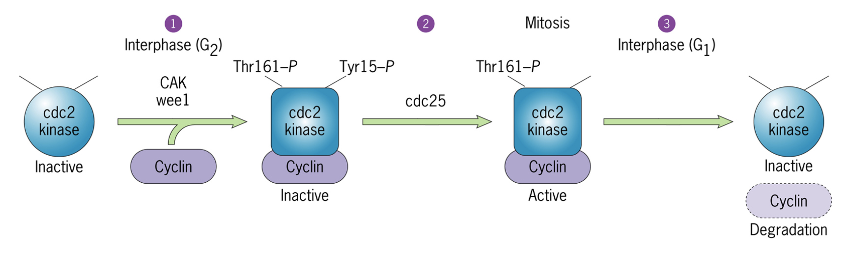 <p>Cdk is an enzyme can itself be post-translationally modified by phosphorylation</p><ul><li><p>there are 2 types of phosphorylation events inhibitory [Tyr 15] and stimulatory [Thr 161]</p></li><li><p>de-phosphorylation of tyrosine 15 is able to phosphorylation important components for M phase</p><ul><li><p>Inhibitory phosphorylation “wins” - active kinase must have stimulatory phosphorylation and NOT have inhibitory phosphorylation</p></li><li><p>Results in <strong>conformational change</strong></p></li></ul></li></ul><p></p>