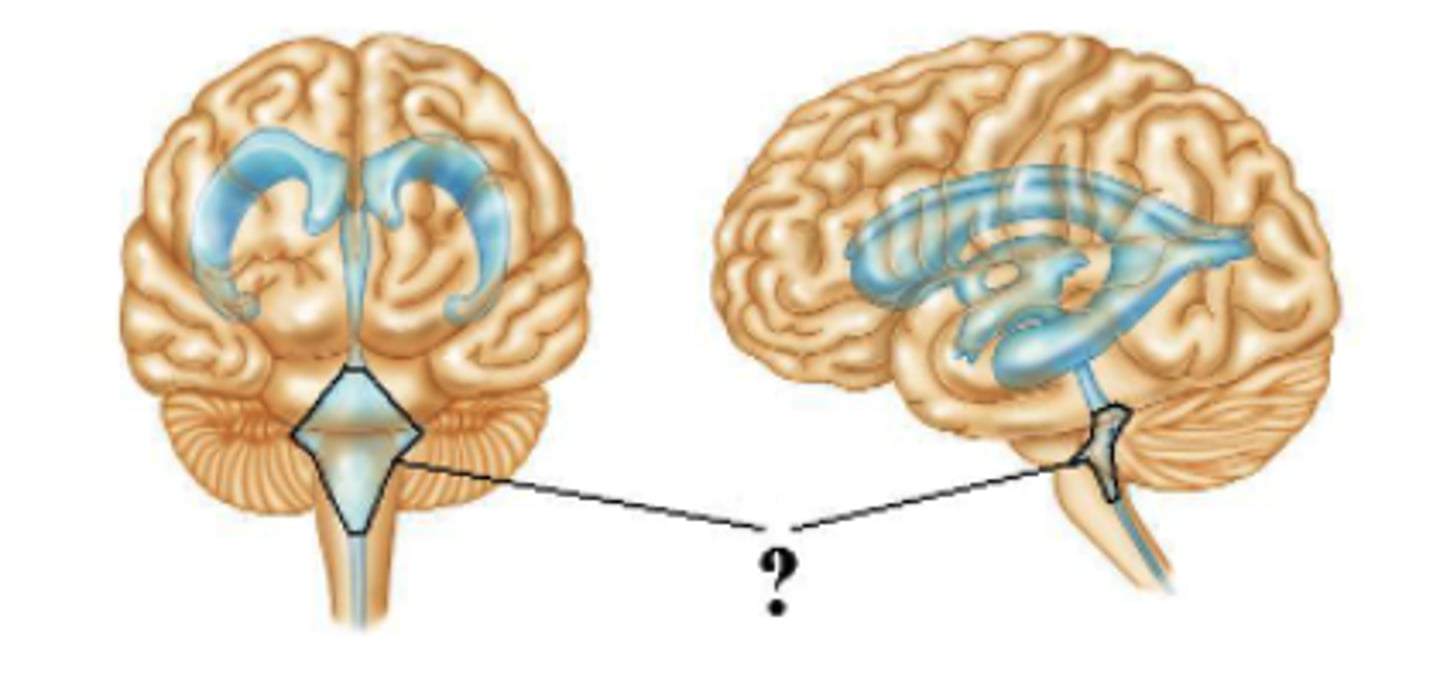 <p>fourth ventricle</p>